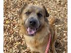 Australian Shepherd Mix DOG FOR ADOPTION RGADN-1335086 - Walter - Australian