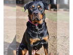 Rottweiler Mix DOG FOR ADOPTION RGADN-1335091 - Abby - Rottweiler / Mixed (short
