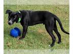 Labrador Retriever Mix DOG FOR ADOPTION RGADN-1335093 - Hero