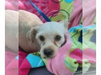 Border Terrier Mix DOG FOR ADOPTION RGADN-1335095 - Rhianna - Border Terrier /