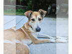 Labrador Retriever Mix DOG FOR ADOPTION RGADN-1335103 - Adil - Gentle Soul -