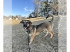 Basset Hound Mix DOG FOR ADOPTION RGADN-1335108 - Josie - Basset Hound /
