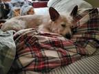 Adopt Sandei a Portuguese Podengo, Wire Fox Terrier