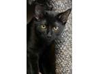 Adopt Zora a Domestic Short Hair