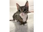 Adopt Karma a Domestic Short Hair