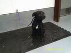 Adopt 3216 a Border Collie