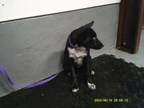 Adopt 3220 a Border Collie