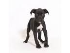 Adopt Ray Charles a Terrier