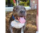Adopt Marius a Pit Bull Terrier