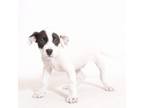 Adopt D'Angelo a Terrier