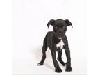 Adopt Stevie Wonder a Terrier