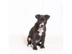 Adopt Frank Ocean a Terrier