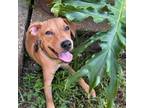 Adopt Phoenix a Retriever