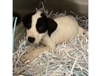 Adopt Prince a Terrier