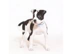 Adopt Sam Cooke a Terrier