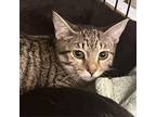 Adopt Jag a Domestic Short Hair