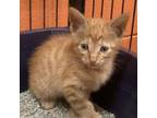 Adopt Mitsubishi a Domestic Short Hair