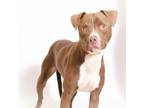Adopt Chap a Terrier