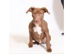 Adopt Joseph a Terrier