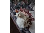 Adopt HAMISH a Extra-Toes Cat / Hemingway Polydactyl, Siamese