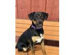 Adopt Dodger a German Shepherd Dog, Rottweiler
