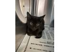 Adopt Edgar Allen Paw a Domestic Short Hair