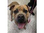 Adopt Skater a American Bully