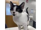 Adopt Sebastian a Domestic Short Hair