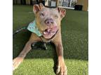 Adopt Blue a Pit Bull Terrier, Staffordshire Bull Terrier