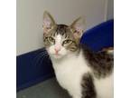 Adopt Bluebell a Domestic Short Hair