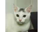 Adopt Edward a Domestic Short Hair