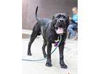 Adopt Shadow King a Mixed Breed
