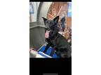 Adopt Cole 3/1/24 a German Shepherd Dog