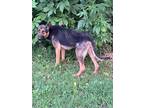 Adopt Moe a German Shepherd Dog