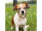 Adopt Roscoe a Mixed Breed