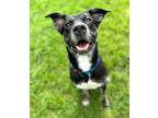 Adopt Brecken a Hound, Pit Bull Terrier