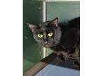 Adopt Eddie a Domestic Short Hair