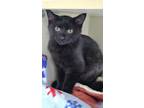 Adopt Oliver a Domestic Short Hair