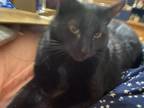 Adopt Little Bit a Domestic Short Hair
