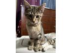 Adopt Lorax a Domestic Short Hair