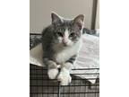Adopt Dr. Seuss a Domestic Short Hair