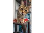 Adopt Paws a Domestic Short Hair