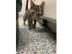 Adopt Nacho a Domestic Short Hair