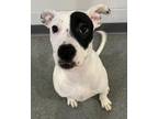 Adopt Journey a Terrier