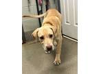 Adopt Boondock a Labrador Retriever