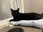 Adopt Chadwick a Domestic Short Hair