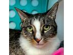 Adopt Topaz a Domestic Short Hair