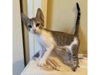 Adopt Cliffy a Domestic Short Hair