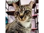 Adopt Schnitzel a Domestic Short Hair