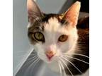 Adopt Amethyst a Domestic Short Hair